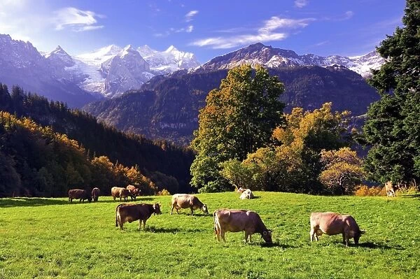 Grazing cows on a small mountain pasture at Hasliberg, behind Rosenlaui Glacierwith Dossen Lauteraarhorn, Rosenhorn, Schreckhorn, Wetterhorn, Meiringen, Canton of Bern, Switzerland