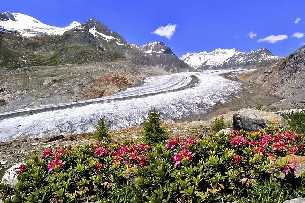 Great Aletsch Glacier, UNESCO World Heritage Site, alpenroses at the front, Riederalp, Bettmeralp, Canton of Valais, Switzerland