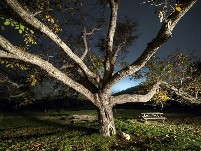 Framed Print : Great ancient walnut in autumn in a rest area Framed Print : Great ancient walnut in autumn in a rest area
