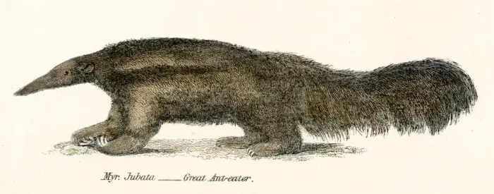 Framed Print : Great Ant eater engraving 1803 Framed Print : Great Ant eater engraving 1803