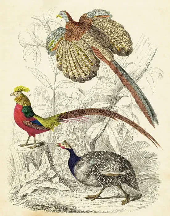 Framed Print : Great argus, pheasant and helmeted guinea fowl hand-colored engraving illustration 1848