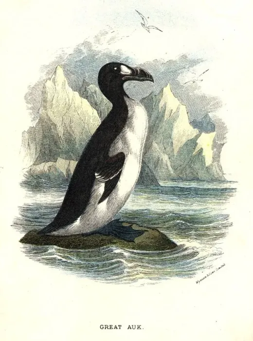 Framed Print : The Great Auk Framed Print : The Great Auk