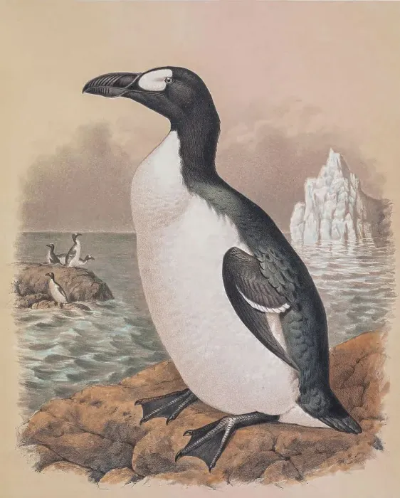 Framed Print : Great auk, 19th century illustration Framed Print : Great auk, 19th century illustration