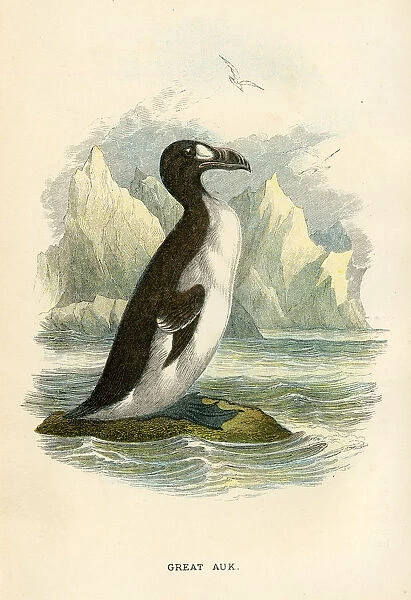 Great Auk birds from Great Britain 1897