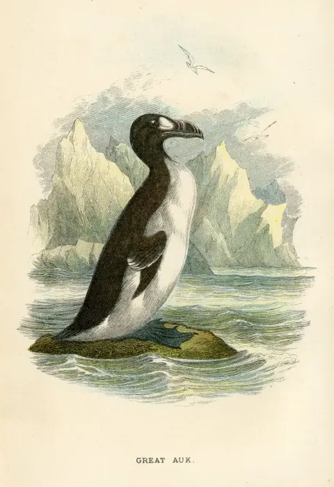 Framed Print : Great Auk birds from Great Britain 1897 Framed Print : Great Auk birds from Great Britain 1897