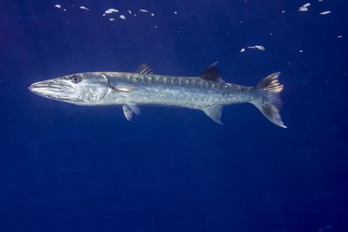 Framed Print : Great Barracuda -Sphyraena barracuda-, Palau