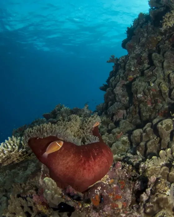 Framed Print : Great Barrier Reef