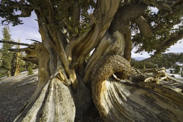 Framed Print : Great Basin Bristlecone Pine, White Mountains, Ca Framed Print : Great Basin Bristlecone Pine, White Mountains, Ca