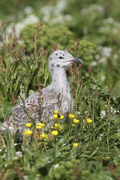 Great black-backed gull -Larus marinus-, young bird not yet fledged, Bird Island Hornoya, Varanger, Norway