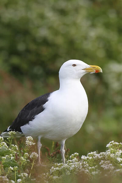 Great black-backed gull -Larus marinus-, adult, bird island Hornoya, Varanger, Norway