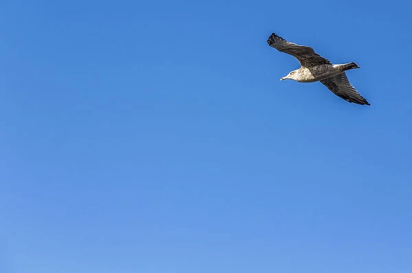 Great Black-backed Gull -Larus marinus- in flight, Carrapateira, Algarve, west coast, Portugal, Atlantic Ocean, Europe