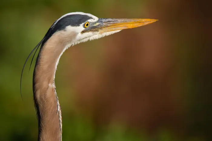 Framed Print : Great Blue Heron Framed Print : Great Blue Heron