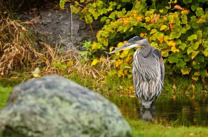 Framed Print : Great Blue Heron Framed Print : Great Blue Heron