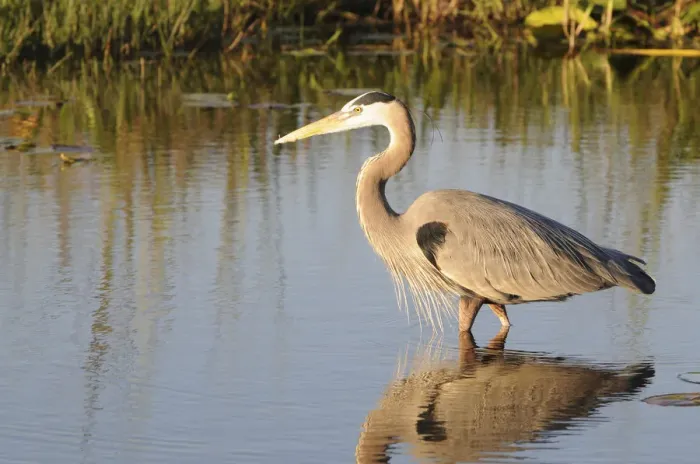 Framed Print : Great blue heron, Ardea herodias, stalking prey. Everglades National Park, Florida, USA. UNESCO World Heritage Site (Biosphere Reserve) Framed Print : Great blue heron, Ardea herodias, stalking prey. Everglades National Park, Florida, USA. UNESCO World Heritage Site (Biosphere Reserve)