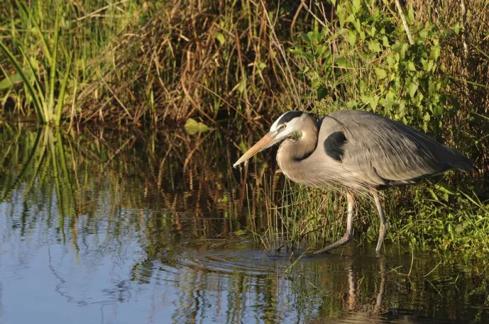 Framed Print : Great blue heron, Ardea herodias, stalking prey. Everglades National Park, Florida, USA. UNESCO World Heritage Site (Biosphere Reserve) Framed Print : Great blue heron, Ardea herodias, stalking prey. Everglades National Park, Florida, USA. UNESCO World Heritage Site (Biosphere Reserve)