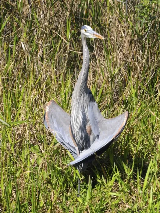 Framed Print : Great blue heron, Ardea herodias, thermoregulating. Everglades National Park, Florida, USA. UNESCO World Heritage Site (Biosphere Reserve) Framed Print : Great blue heron, Ardea herodias, thermoregulating. Everglades National Park, Florida, USA. UNESCO World Heritage Site (Biosphere Reserve)