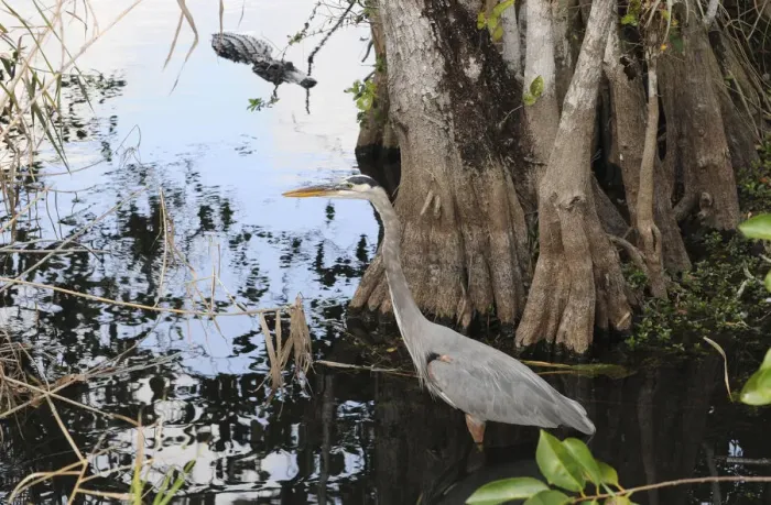 Framed Print : Great blue heron, Ardea herodias, stalks a fish as an alligator, Alligator mississippiensis, stalks the stalker. Everglades National Park, Florida, USA. UNESCO World Heritage Site (Biosphere Reserve) Framed Print : Great blue heron, Ardea herodias, stalks a fish as an alligator, Alligator mississippiensis, stalks the stalker. Everglades National Park, Florida, USA. UNESCO World Heritage Site (Biosphere Reserve)