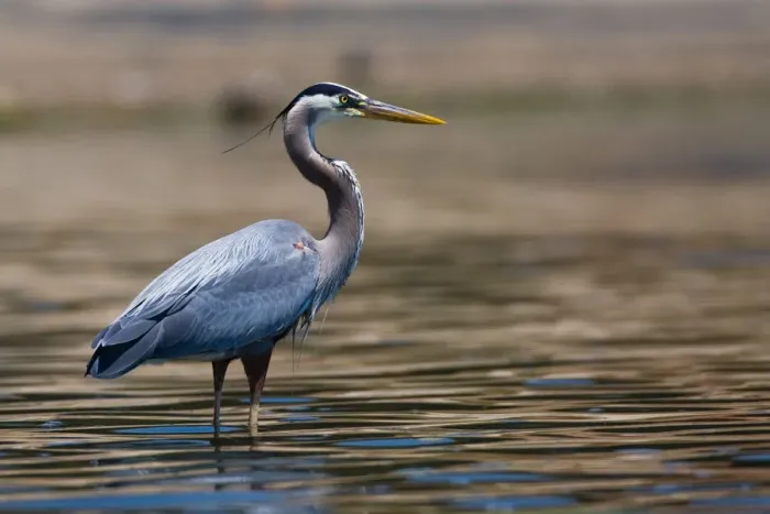 Framed Print : Great Blue Heron Bird Framed Print : Great Blue Heron Bird