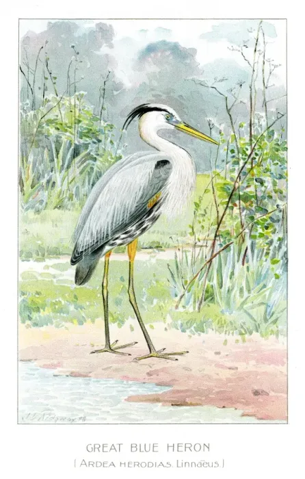 Framed Print : Great blue heron illustration 1897 Framed Print : Great blue heron illustration 1897