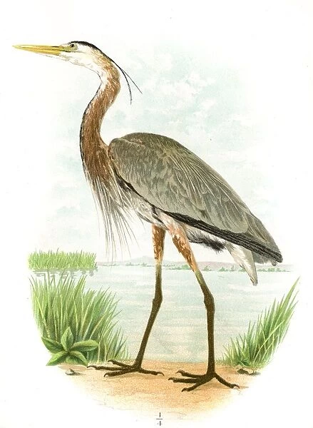 Great blue heron lithograph 1897