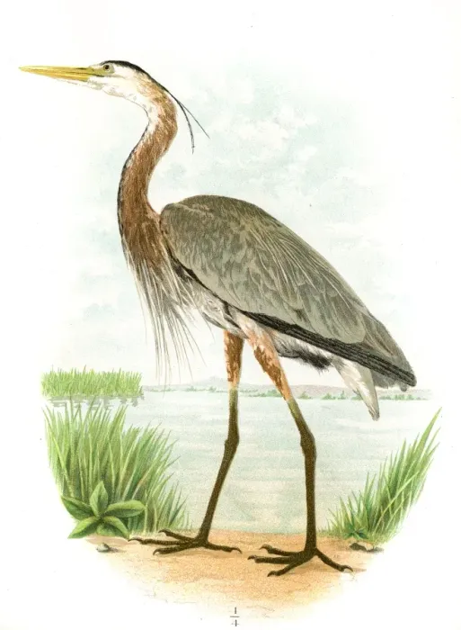 Framed Print : Great blue heron lithograph 1897