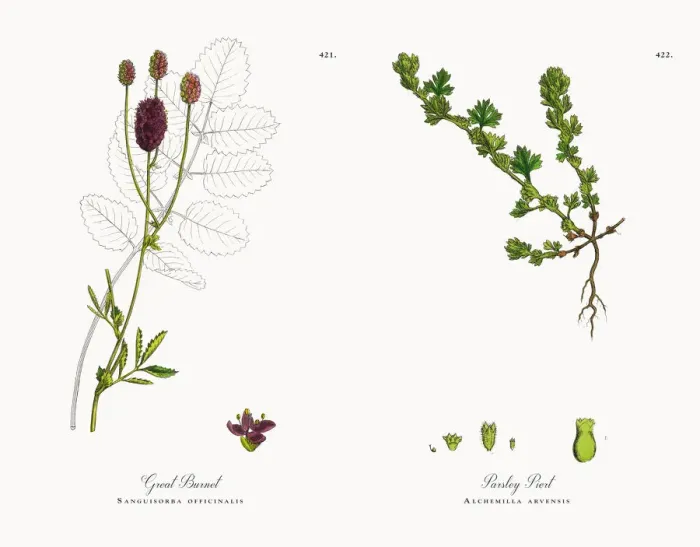 Framed Print : Great Burnet, Sanguisorba officinalis, Victorian Botanical Illustration, 1863 Framed Print : Great Burnet, Sanguisorba officinalis, Victorian Botanical Illustration, 1863