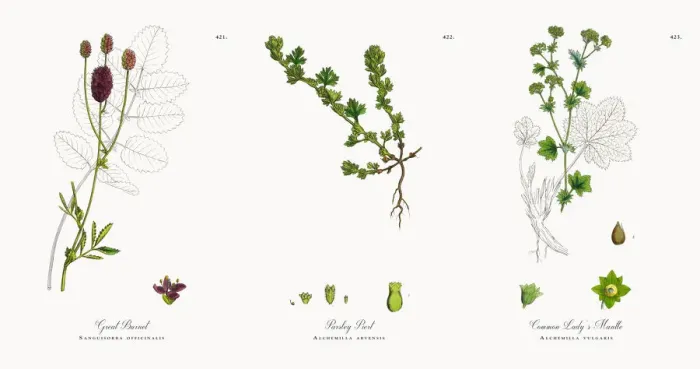 Framed Print : Great Burnet, Sanguisorba officinalis, Victorian Botanical Illustration, 1863 Framed Print : Great Burnet, Sanguisorba officinalis, Victorian Botanical Illustration, 1863