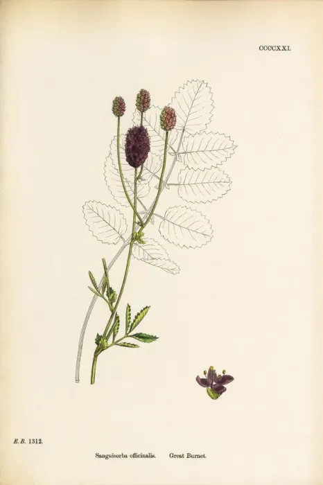 Framed Print : Great Burnet, Sanguisorba officinalis, Victorian Botanical Illustration, 1863 Framed Print : Great Burnet, Sanguisorba officinalis, Victorian Botanical Illustration, 1863