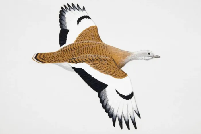Framed Print : Great Bustard (Otis tarda), adult male