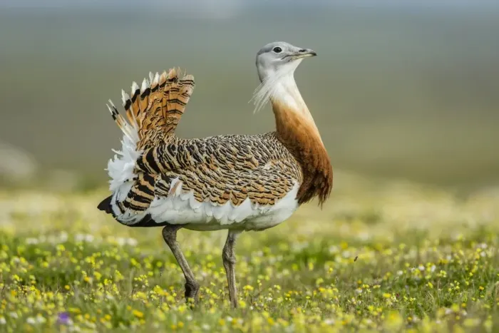Framed Print : Great Bustard -Otis tarda-, Extremadura, Spain Framed Print : Great Bustard -Otis tarda-, Extremadura, Spain