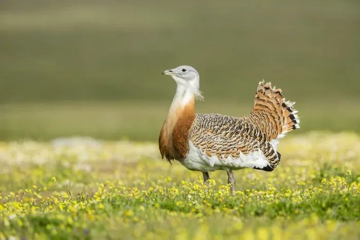 Framed Print : Great Bustard -Otis tarda-, Extremadura, Spain Framed Print : Great Bustard -Otis tarda-, Extremadura, Spain