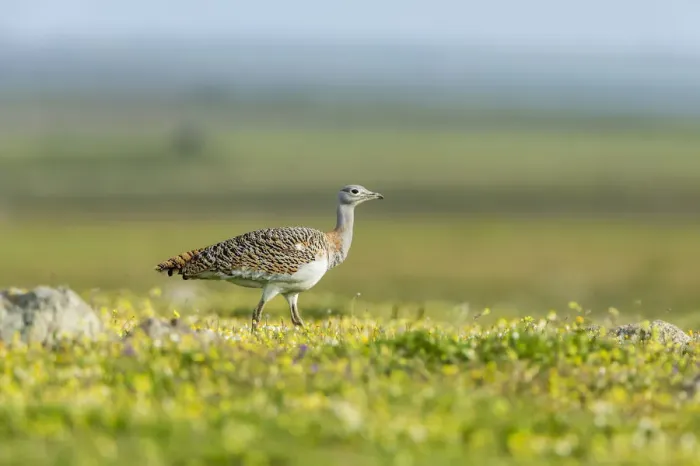 Framed Print : Great Bustard -Otis tarda-, Extremadura, Spain