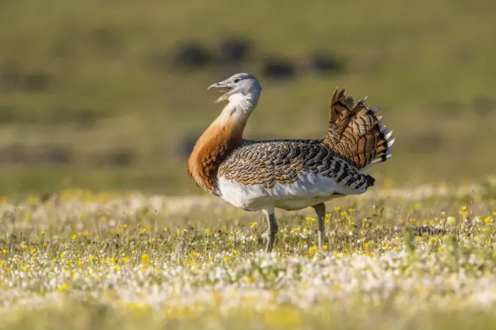 Framed Print : Great Bustard -Otis tarda-, Extremadura, Spain Framed Print : Great Bustard -Otis tarda-, Extremadura, Spain