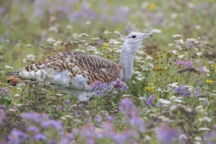 Framed Print : Great Bustard -Otis tarda- on a field with wild flowers, Hungary Framed Print : Great Bustard -Otis tarda- on a field with wild flowers, Hungary