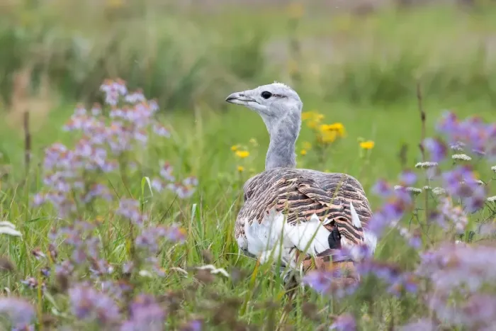 Framed Print : Great Bustard -Otis tarda- on a field with wild flowers, Hungary