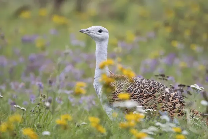 Framed Print : Great Bustard -Otis tarda- on a field with wild flowers, Hungary