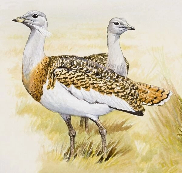 Great bustard (Otis tarda), male and female, side view