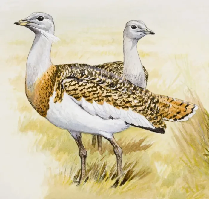 Framed Print : Great bustard (Otis tarda), male and female, side view Framed Print : Great bustard (Otis tarda), male and female, side view