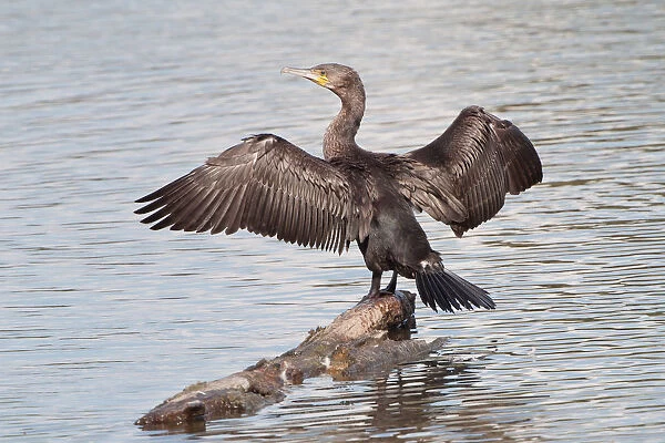 Great Cormorant or Great Black Cormorant -Phalacrocorax carbo- with outstretched wings, North Hesse, Hesse, Germany