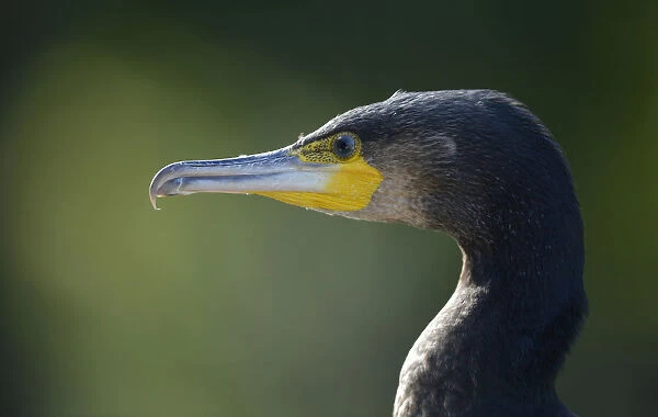 Great Cormorant or Great Black Cormorant -Phalacrocorax carbo-, Stuttgart, Baden-Wuerttemberg, Germany, Europe