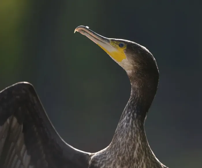 Framed Print : Great Cormorant or Great Black Cormorant -Phalacrocorax carbo-, Stuttgart, Baden-Wuerttemberg, Germany, Europe Framed Print : Great Cormorant or Great Black Cormorant -Phalacrocorax carbo-, Stuttgart, Baden-Wuerttemberg, Germany, Europe