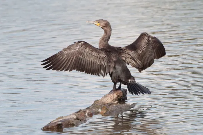 Framed Print : Great Cormorant or Great Black Cormorant -Phalacrocorax carbo- with outstretched wings, North Hesse, Hesse, Germany Framed Print : Great Cormorant or Great Black Cormorant -Phalacrocorax carbo- with outstretched wings, North Hesse, Hesse, Germany