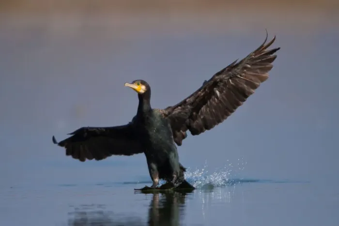 Framed Print : Great Cormorant -Phalacrocorax carbo-, landing, Germany