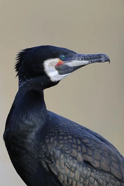Great Cormorant -Phalacrocorax carbo-