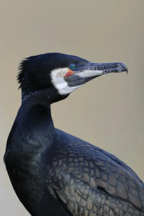 Framed Print : Great Cormorant -Phalacrocorax carbo- Framed Print : Great Cormorant -Phalacrocorax carbo-