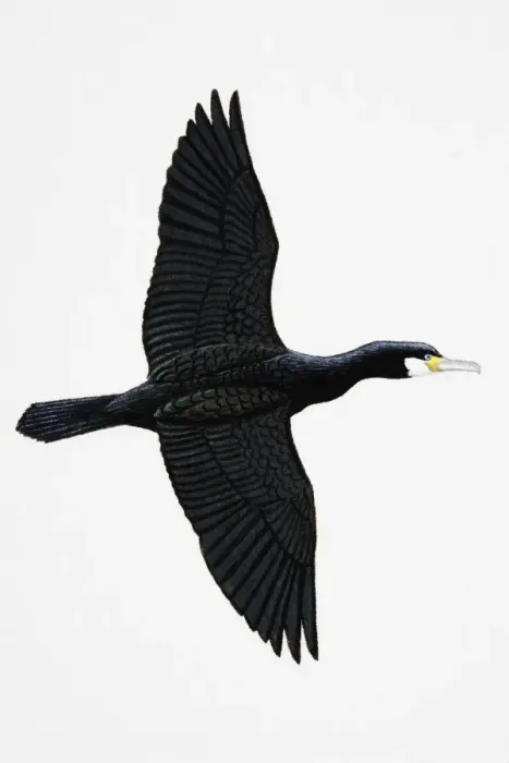 Framed Print : Great Cormorant (Phalacrocorax carbo), also known as Black Cormorant in Australia, adult Framed Print : Great Cormorant (Phalacrocorax carbo), also known as Black Cormorant in Australia, adult