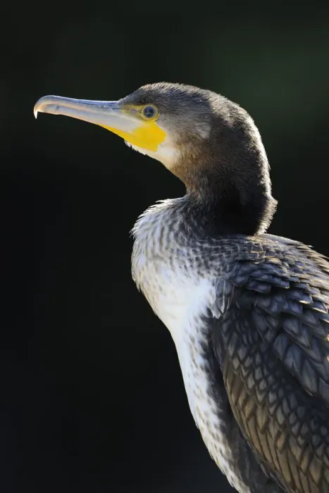 Framed Print : Great Cormorant (Phalacrocorax carbo), portrait Framed Print : Great Cormorant (Phalacrocorax carbo), portrait