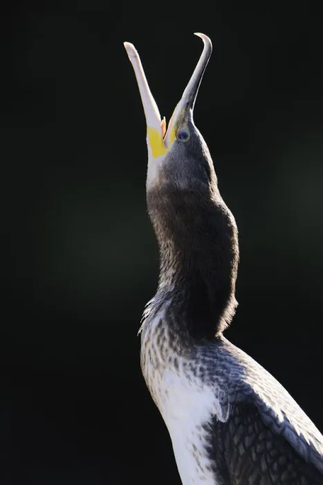 Framed Print : Great Cormorant (Phalacrocorax carbo), portrait Framed Print : Great Cormorant (Phalacrocorax carbo), portrait