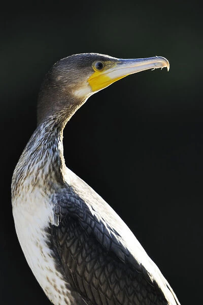 Great Cormorant (Phalacrocorax carbo), portrait