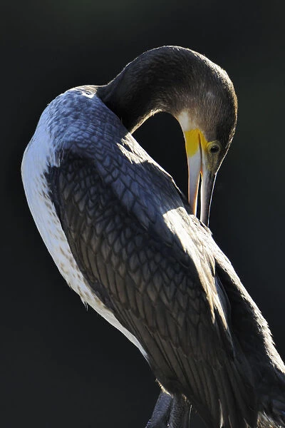 Great Cormorant (Phalacrocorax carbo), portrait